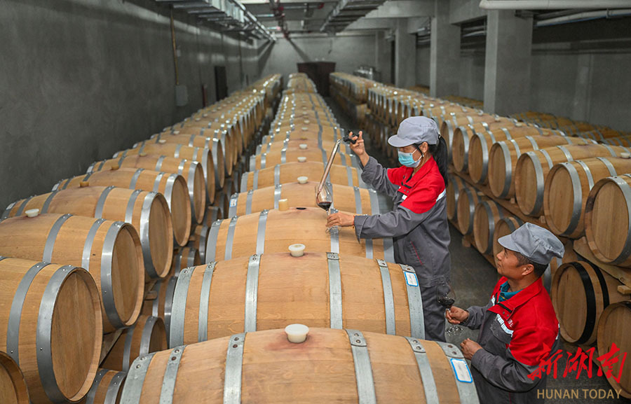 8月20日,吐魯番市億茂酒莊,工作人員在酒窖里檢查葡萄酒的品質和口感.